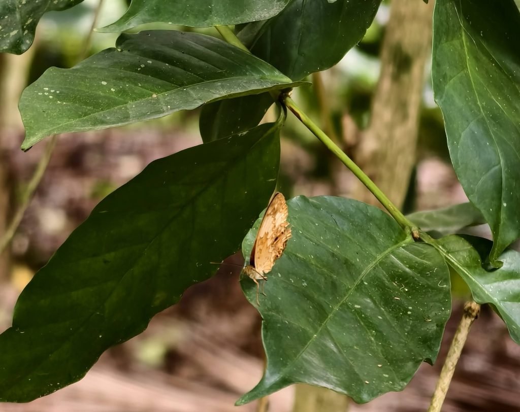 Butterfly at Village in Bali