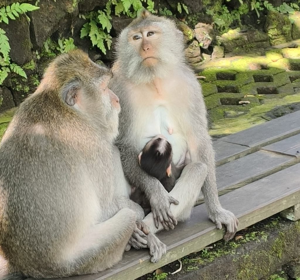 Monkey family at Sacred Monkey Forest Sanctuary