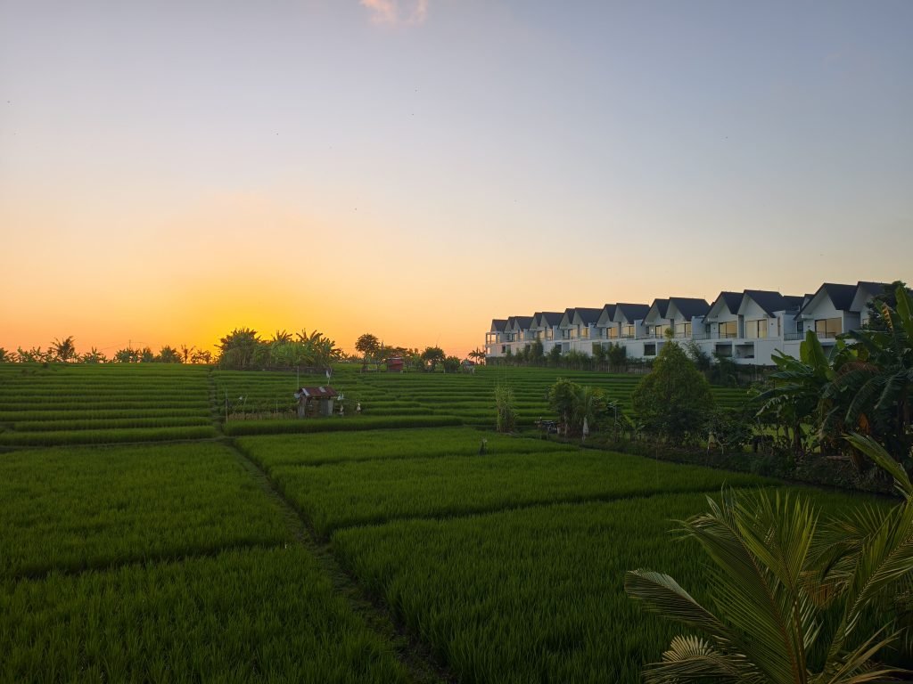 Rice Field Views from my Canggu Room Rice Field Views from my Canggu Room