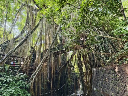 Bridges-amonst-trees-Sacred-Monkey-Forest