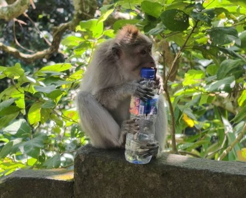 Monkey-with-Water-bottle