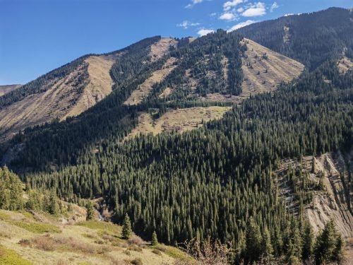 Mountain-forrests-Kazhakstan