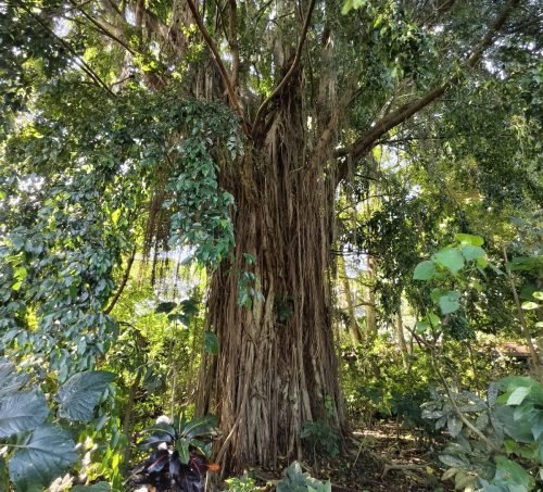 Sacred-Monkey-Forest-Sanctuary-Huge-Tree