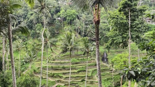 Views-of-Tegalalang-rice-terrace