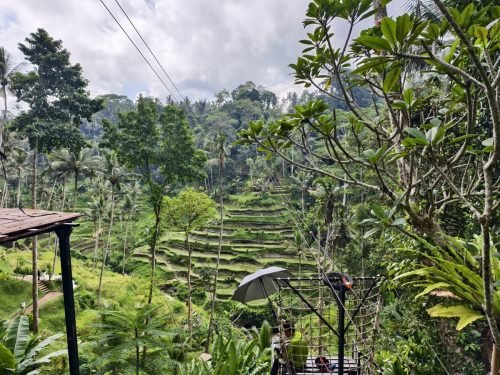 Zipline-at-Tegalalang-rice-terrace